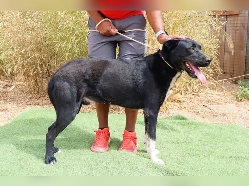 ▪️ KLAUS & ▪️KARL ⚡️2 von ~ 650 Hunden in der Cantinho da Milu⚡️