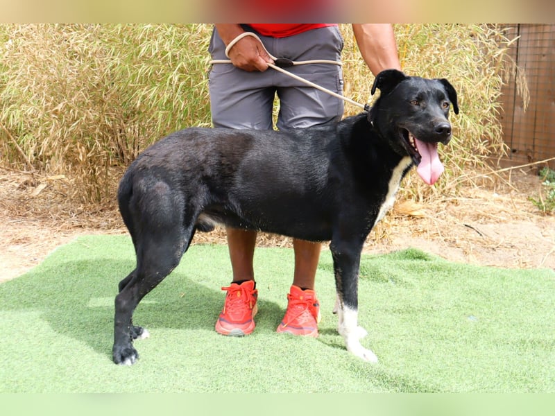 ▪️ KLAUS & ▪️KARL ⚡️2 von ~ 650 Hunden in der Cantinho da Milu⚡️