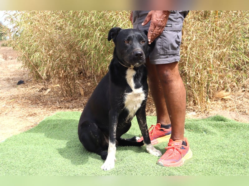 ▪️ KLAUS & ▪️KARL ⚡️2 von ~ 650 Hunden in der Cantinho da Milu⚡️