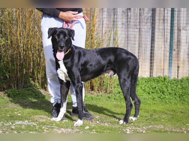 ▪️ KLAUS & ▪️KARL ⚡️2 von ~ 650 Hunden in der Cantinho da Milu⚡️