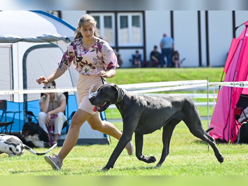 Wunderschöne Deutsche-Doggen-Welpen mit hervorragender Ahnentafel ❤️