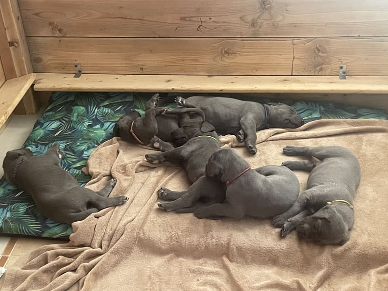 Wunderschöne Deutsche-Doggen-Welpen mit hervorragender Ahnentafel ❤️