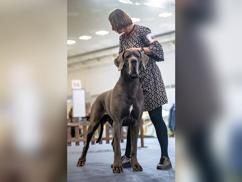 Wunderschöne Deutsche-Doggen-Welpen mit hervorragender Ahnentafel ❤️