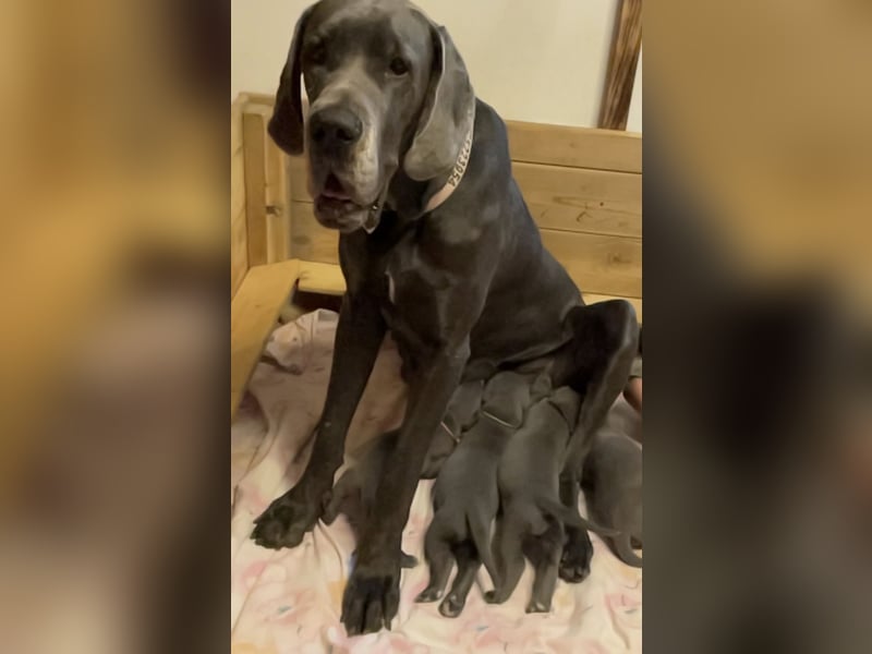 Wunderschöne Deutsche-Doggen-Welpen mit hervorragender Ahnentafel ❤️
