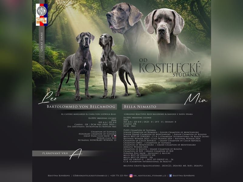 Wunderschöne Deutsche-Doggen-Welpen mit hervorragender Ahnentafel ❤️