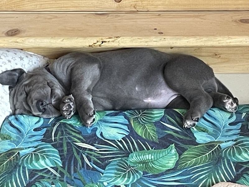 Wunderschöne Deutsche-Doggen-Welpen mit hervorragender Ahnentafel ❤️
