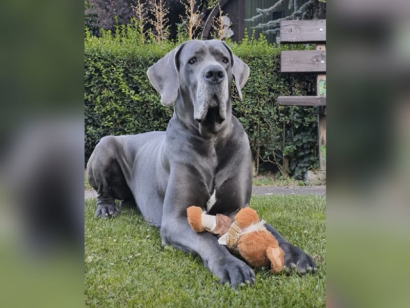 Wunderschöne Deutsche-Doggen-Welpen mit hervorragender Ahnentafel ❤️