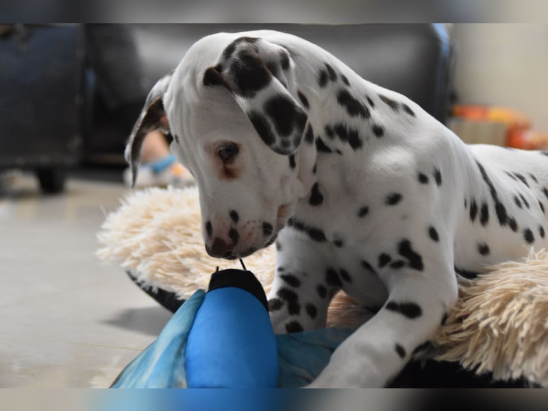 Bella Stracciatella's Domino (FCI)