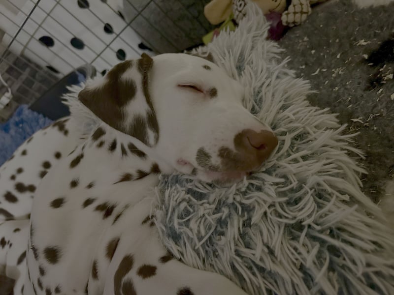 Bella Stracciatella's Domino (FCI)