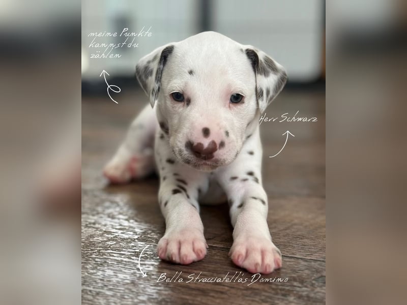 Bella Stracciatella's Domino (FCI)