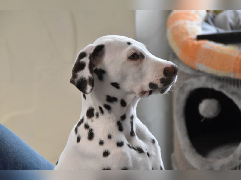 Bella Stracciatella's Domino (FCI)