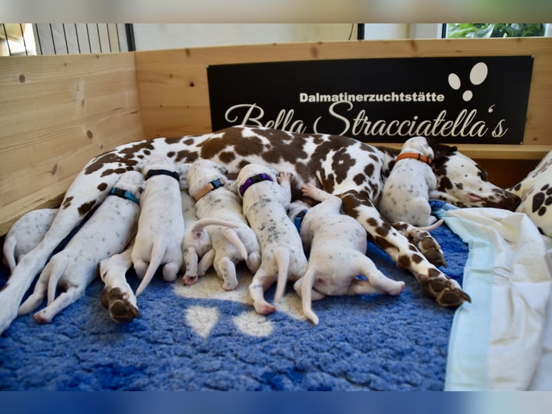 Dalmatinerwelpen