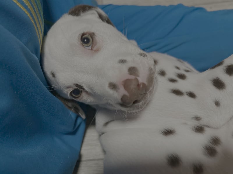 Unser Nesthäkchen möchte nun auch ausziehen.