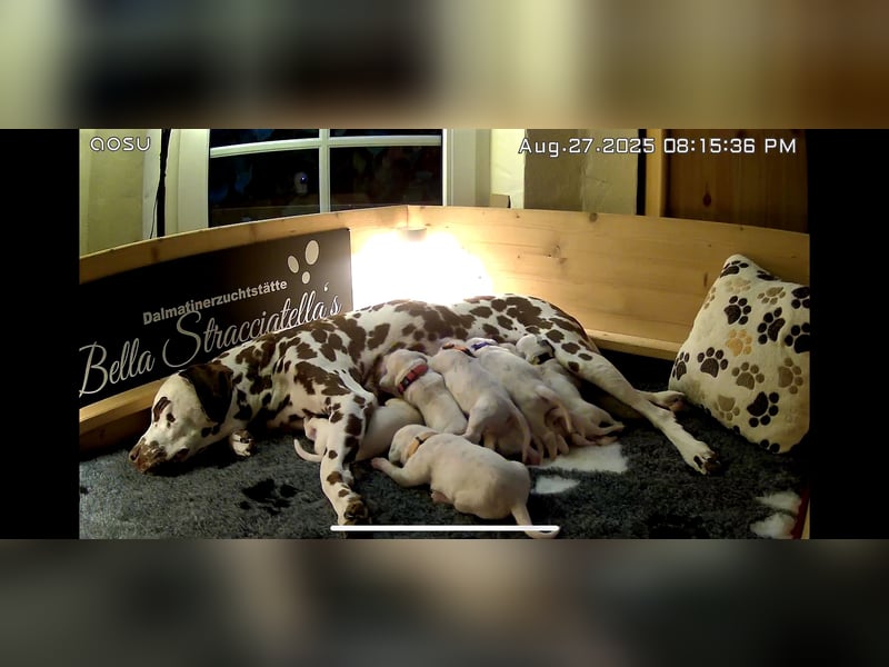 3 kleine Rüden suchen ihre Familie fürs Leben!