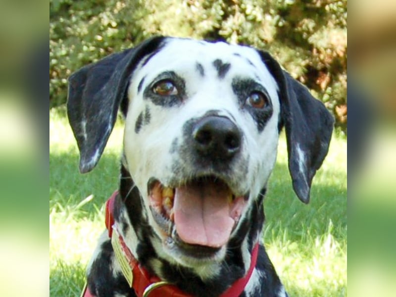 Josy Da - Hundeseniorin sucht neues Glück - Tierhilfe Franken e.V.