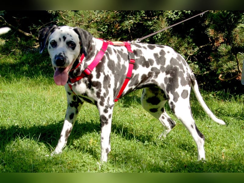 Josy Da - Hundeseniorin sucht neues Glück - Tierhilfe Franken e.V.