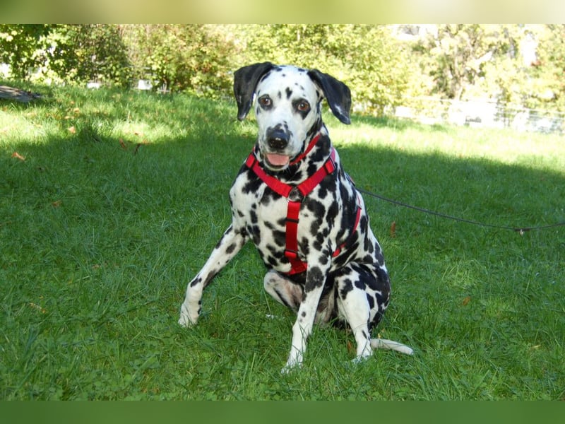 Josy Da - Hundeseniorin sucht neues Glück - Tierhilfe Franken e.V.