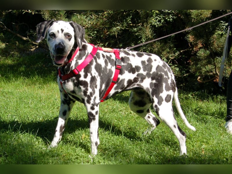 Josy Da - Hundeseniorin sucht neues Glück - Tierhilfe Franken e.V.