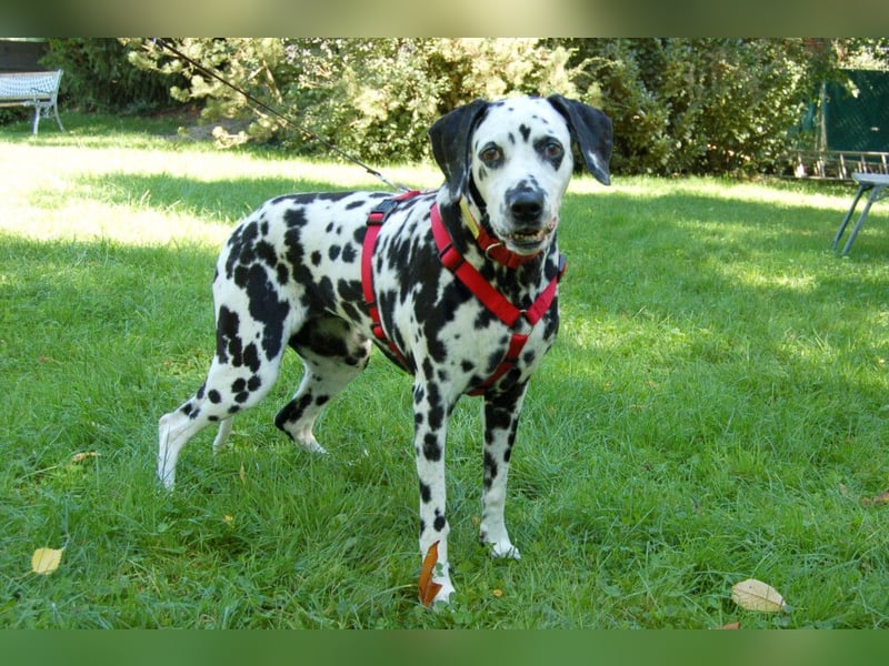 Josy Da - Hundeseniorin sucht neues Glück - Tierhilfe Franken e.V.
