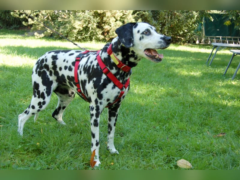 Josy Da - Hundeseniorin sucht neues Glück - Tierhilfe Franken e.V.