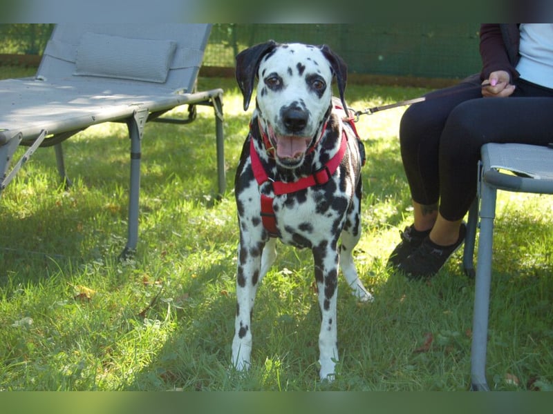 Josy Da - Hundeseniorin sucht neues Glück - Tierhilfe Franken e.V.