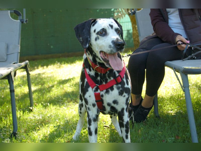 Josy Da - Hundeseniorin sucht neues Glück - Tierhilfe Franken e.V.