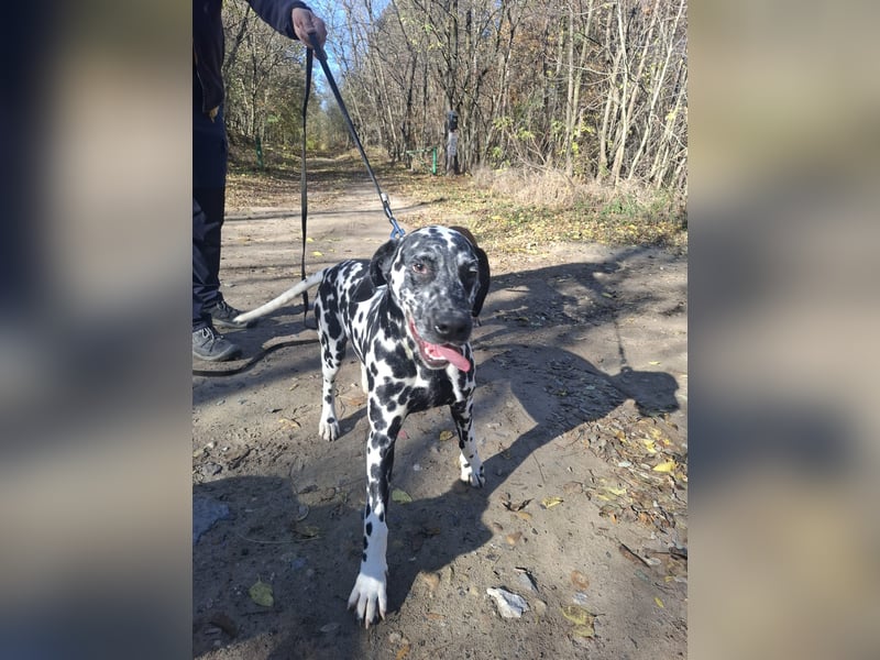 Jimmi, aktiver Dalmatiner Junghund geb. 2025