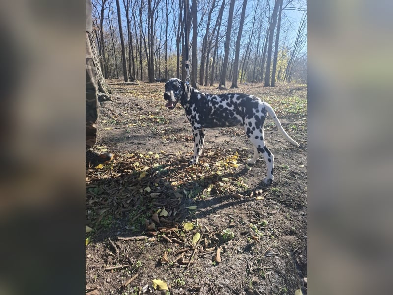 Jimmi, aktiver Dalmatiner Junghund geb. 2025