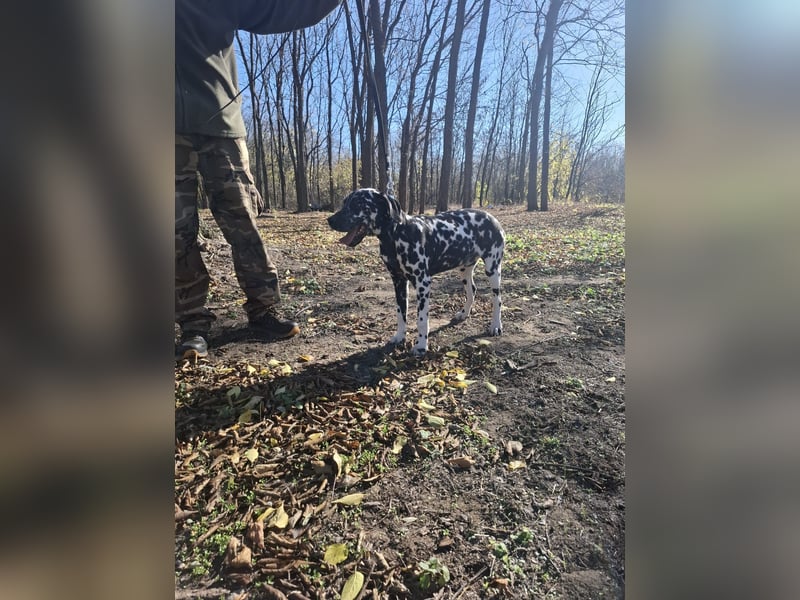 Jimmi, aktiver Dalmatiner Junghund geb. 2025