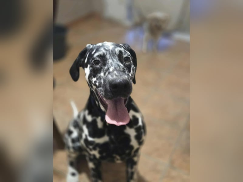 Jimmi, aktiver Dalmatiner Junghund geb. 2025