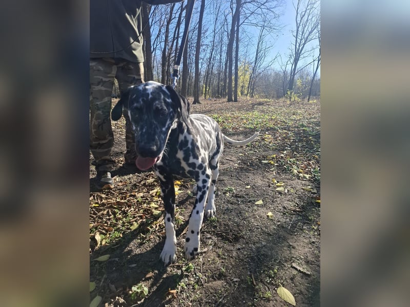 Jimmi, aktiver Dalmatiner Junghund geb. 2025