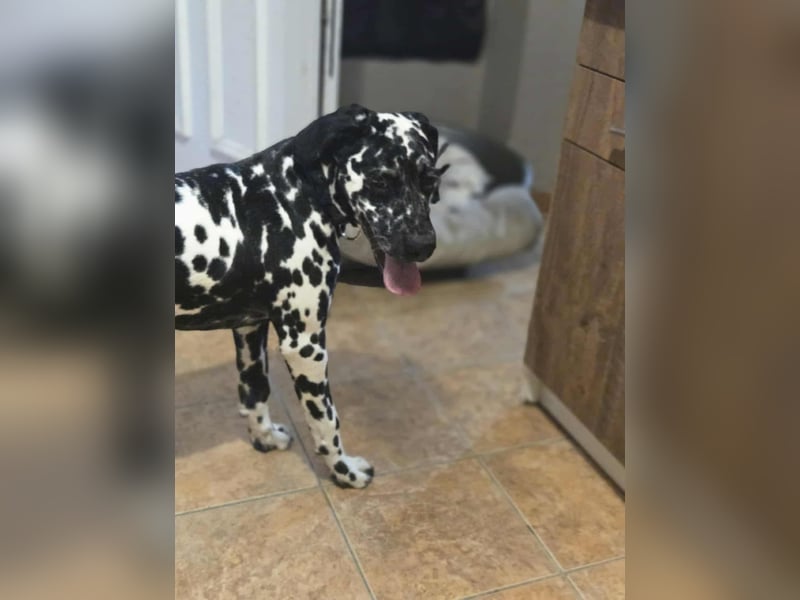 Jimmi, aktiver Dalmatiner Junghund geb. 2025