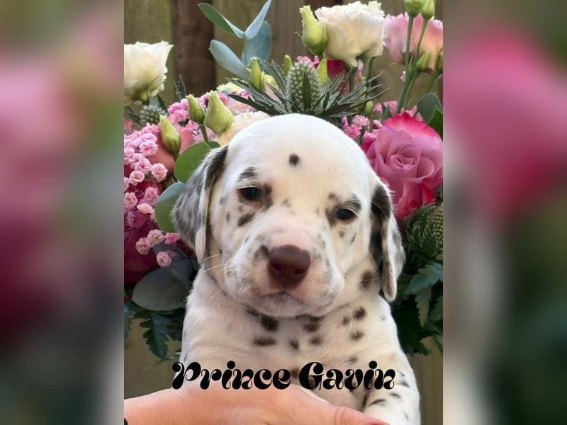 Prince Gavin und Prince Keegan , Abgabe Ende November