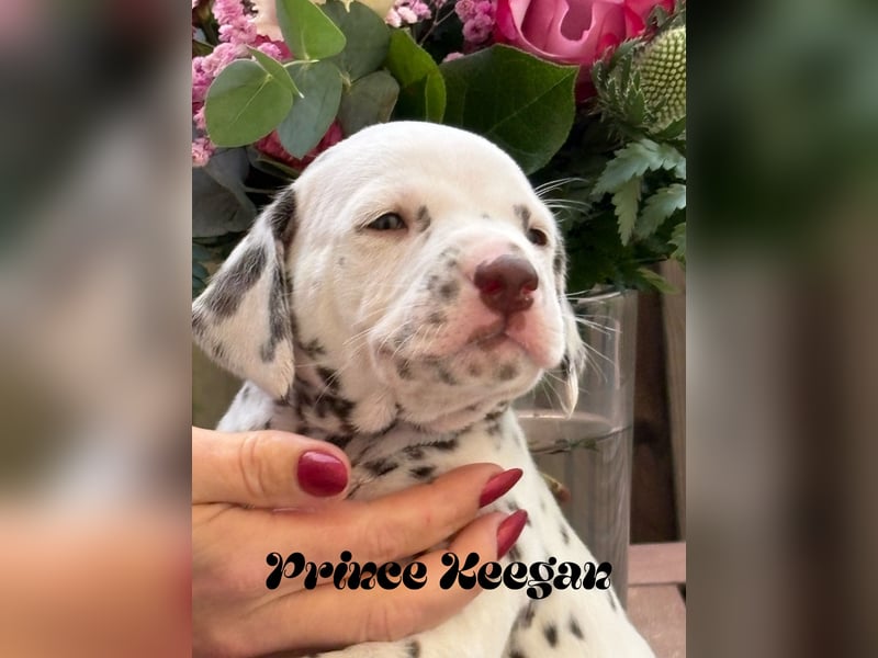 Prince Gavin und Prince Keegan , Abgabe Ende November