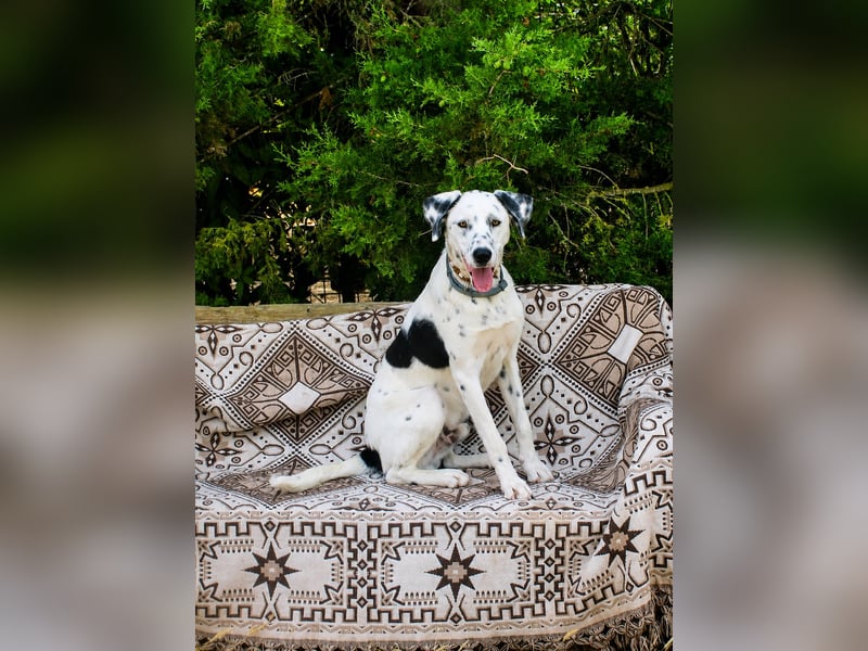 lieber Spot sucht sein Zuhause zum Ankommen