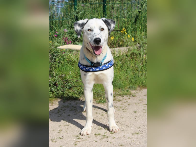 lieber Spot sucht sein Zuhause zum Ankommen