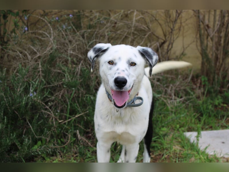 lieber Spot sucht sein Zuhause zum Ankommen