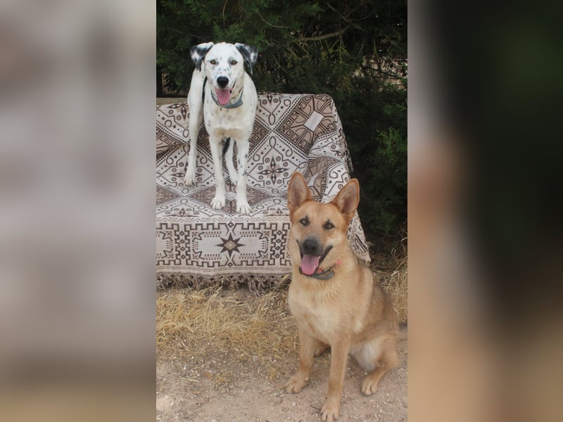 lieber Spot sucht sein Zuhause zum Ankommen