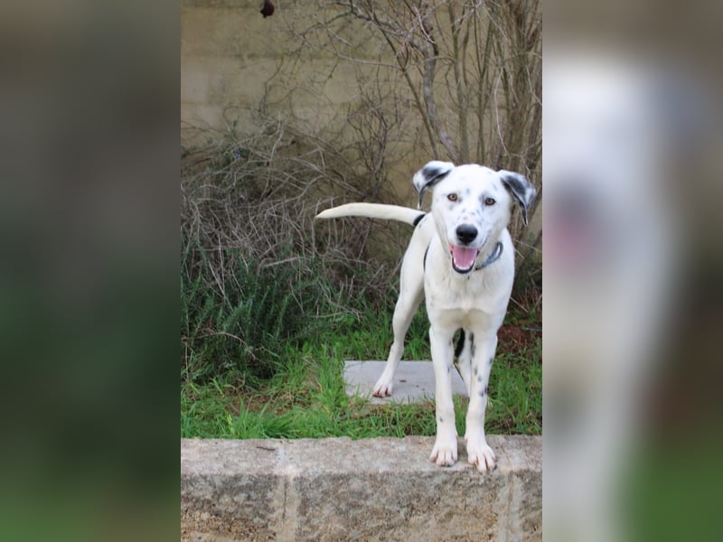 lieber Spot sucht sein Zuhause zum Ankommen