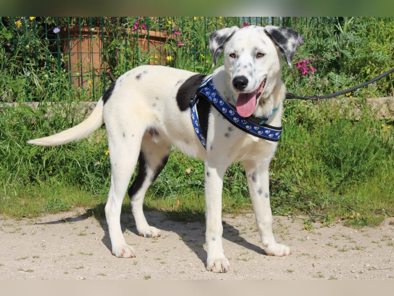 lieber Spot sucht sein Zuhause zum Ankommen