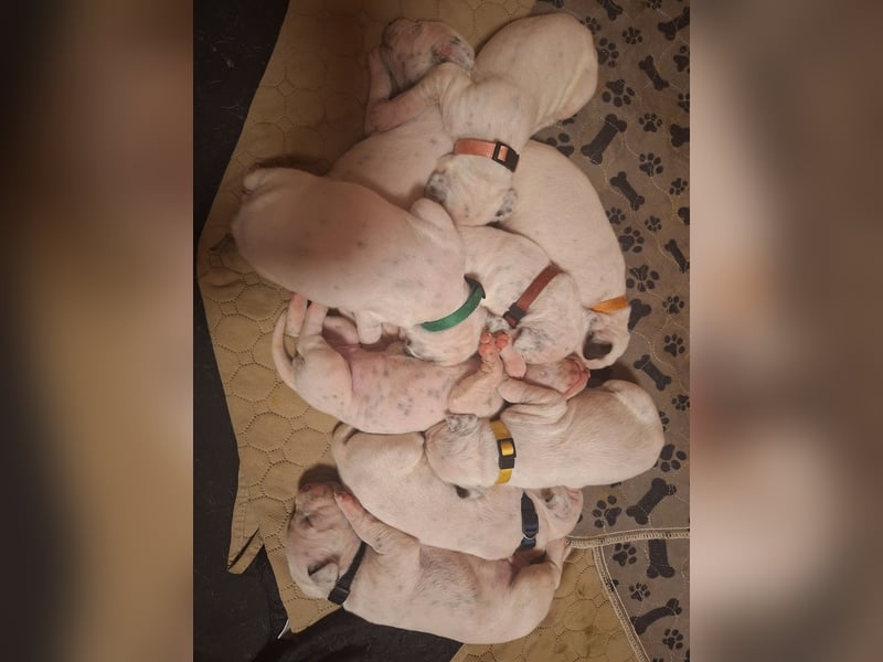 Dalmatiner welpen mit VDH Papieren