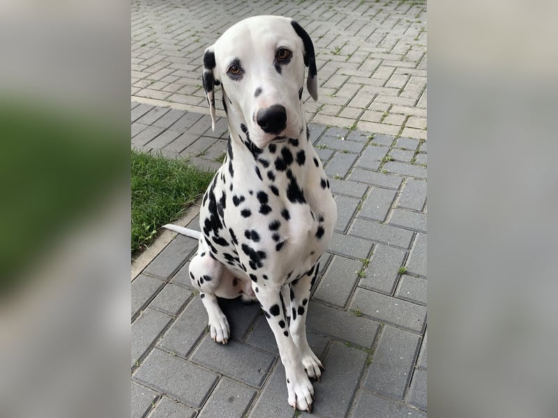 Dalmatiner Deckrüde