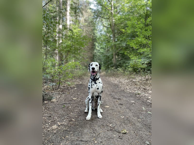 Dalmatiner Deckrüde