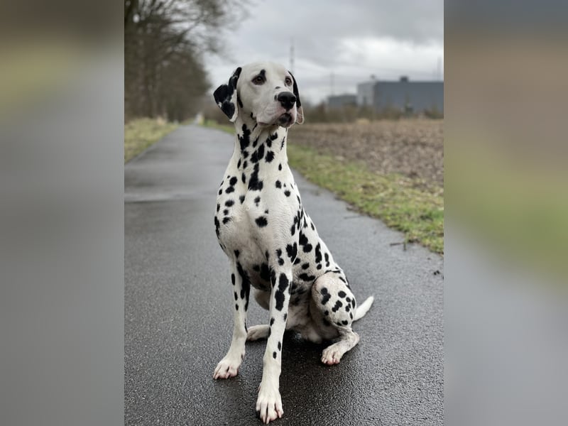 Dalmatiner Deckrüde