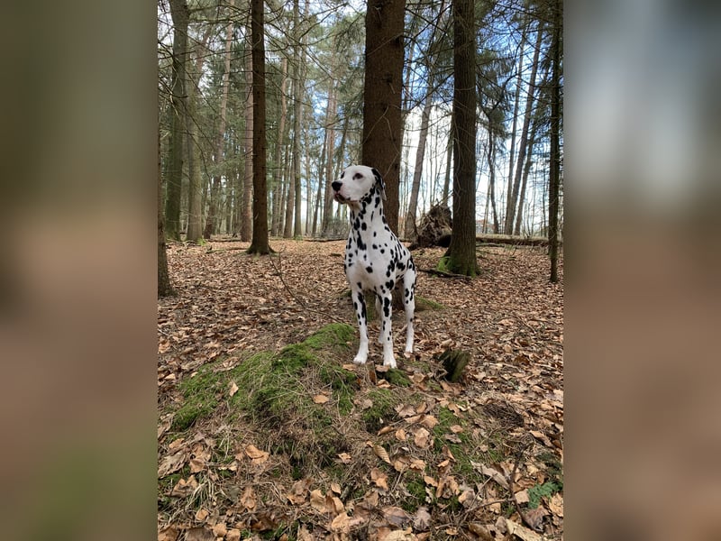 Dalmatiner Deckrüde