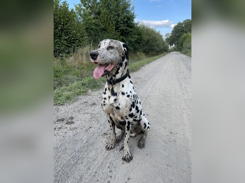 Dalmatiner Deckrüde