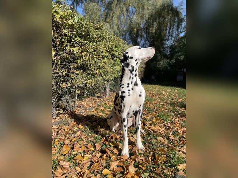 Dalmatiner Deckrüde