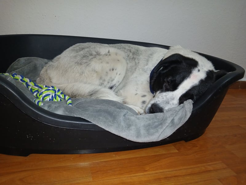 Hund abzugeben