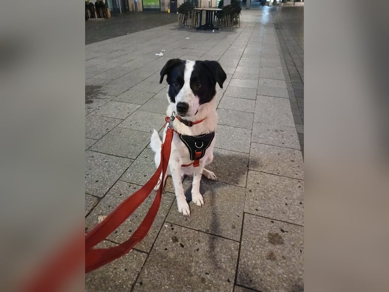 Hund abzugeben