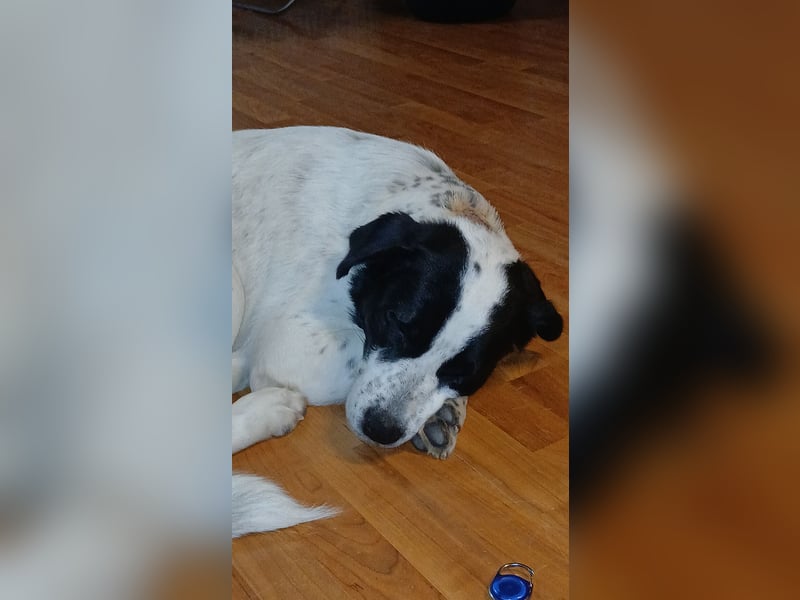 Hund abzugeben